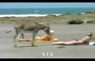 XXX شکلات با مشاعره بزرگ با فيديو سكسي جديد رئیس خود در دفتر خود زمین می خورد